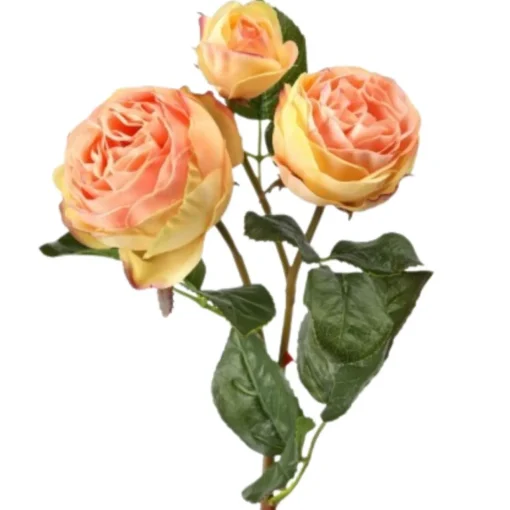 21&quot; Just Cut Floribunda Coral Rose| Best