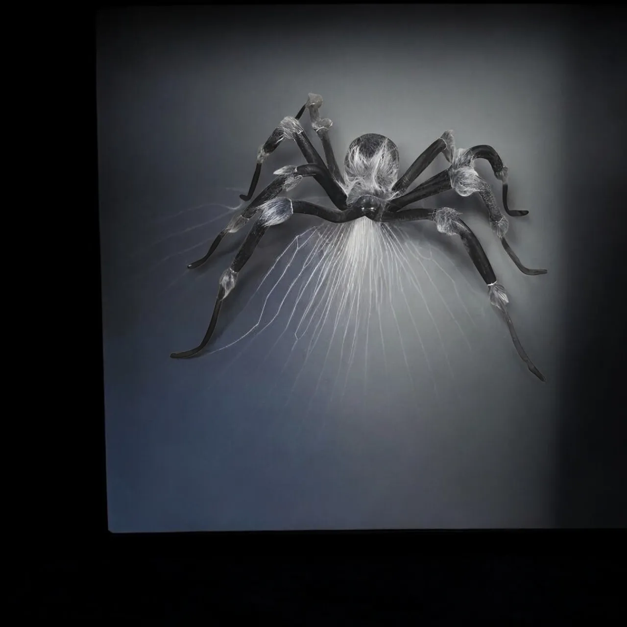 Jewel Eyed Spider| Best